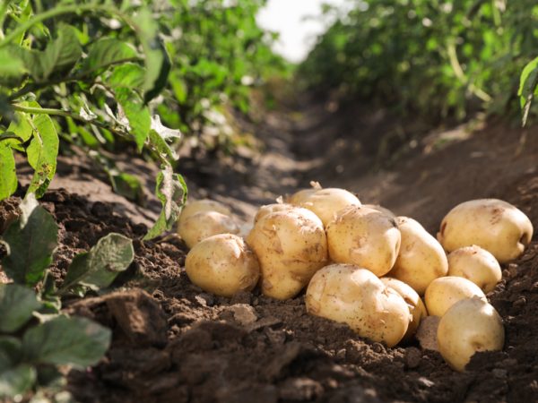 Pile,Of,Ripe,Potatoes,On,Ground,In,Field